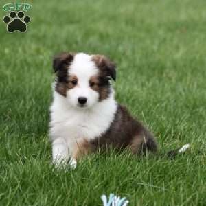 Beck, Sheltie Puppy
